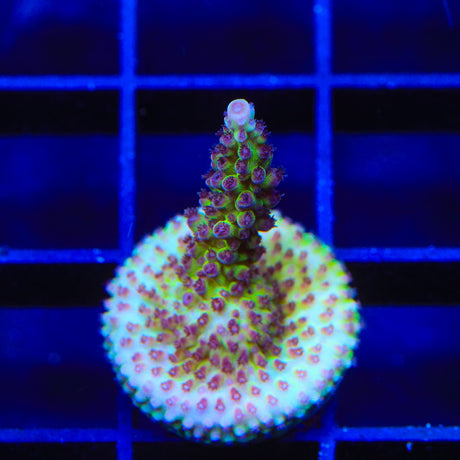 TSA Raspberry Limeade Acropora Coral