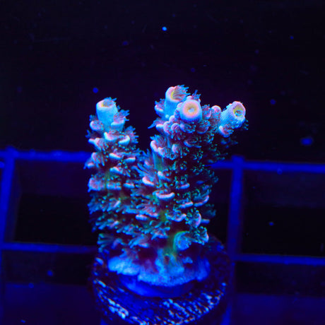 TSA Haymaker Acropora Coral