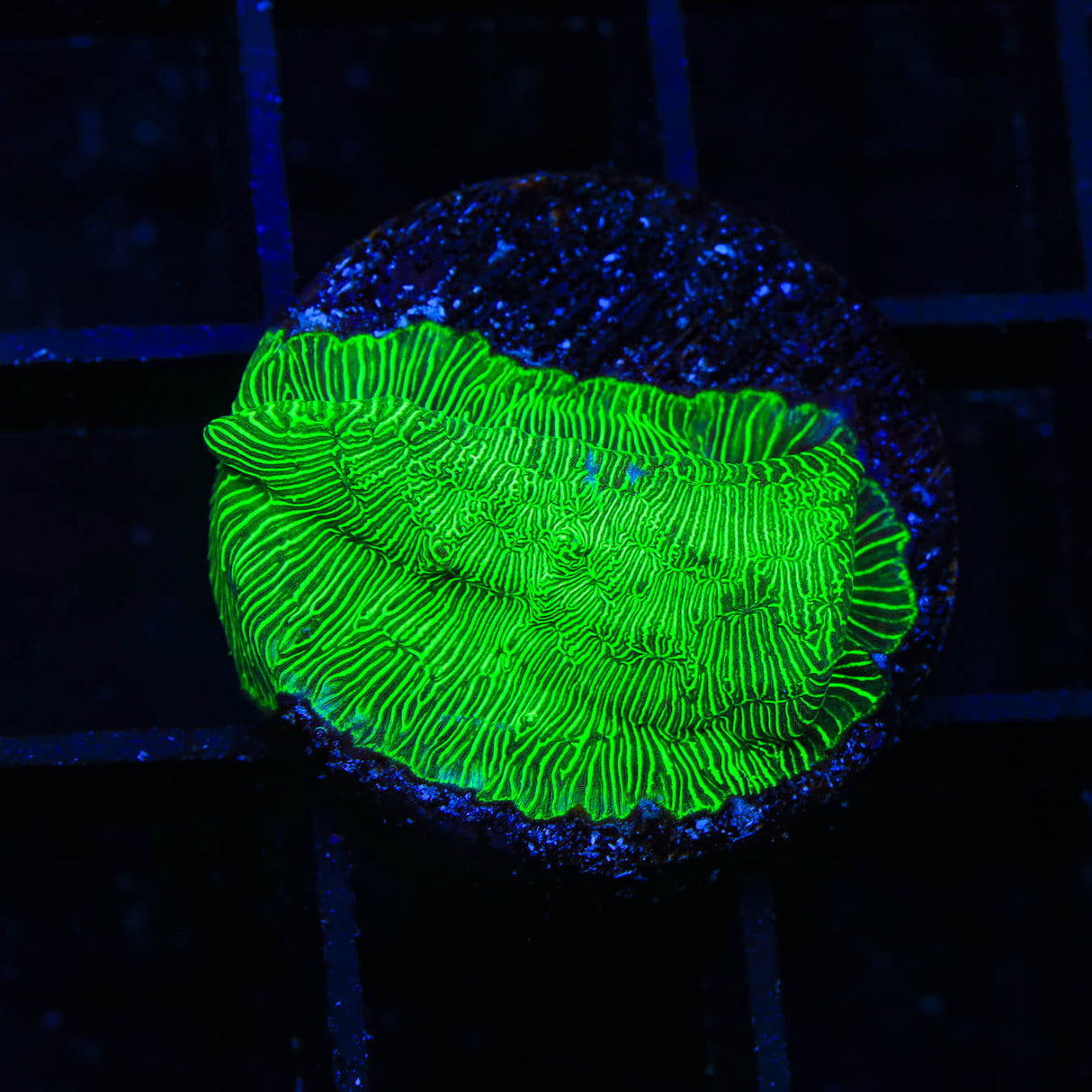 TSA Hulk Leptoseris Coral