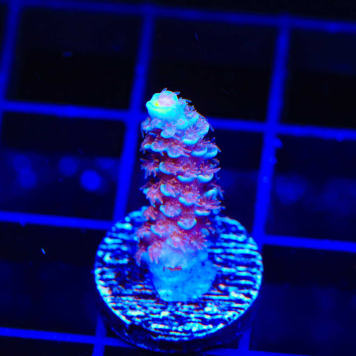 TSA Bubbleyum Acropora Coral