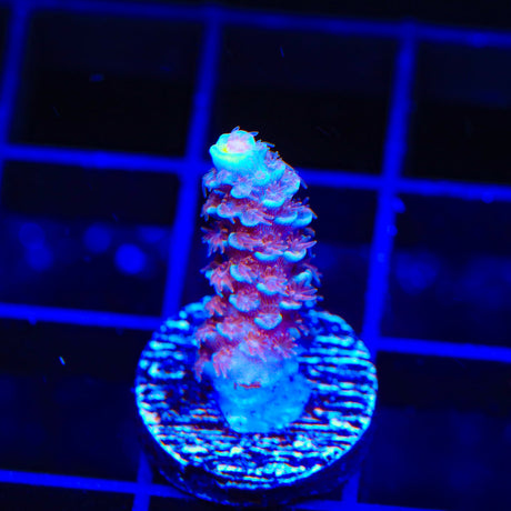 TSA Bubbleyum Acropora Coral