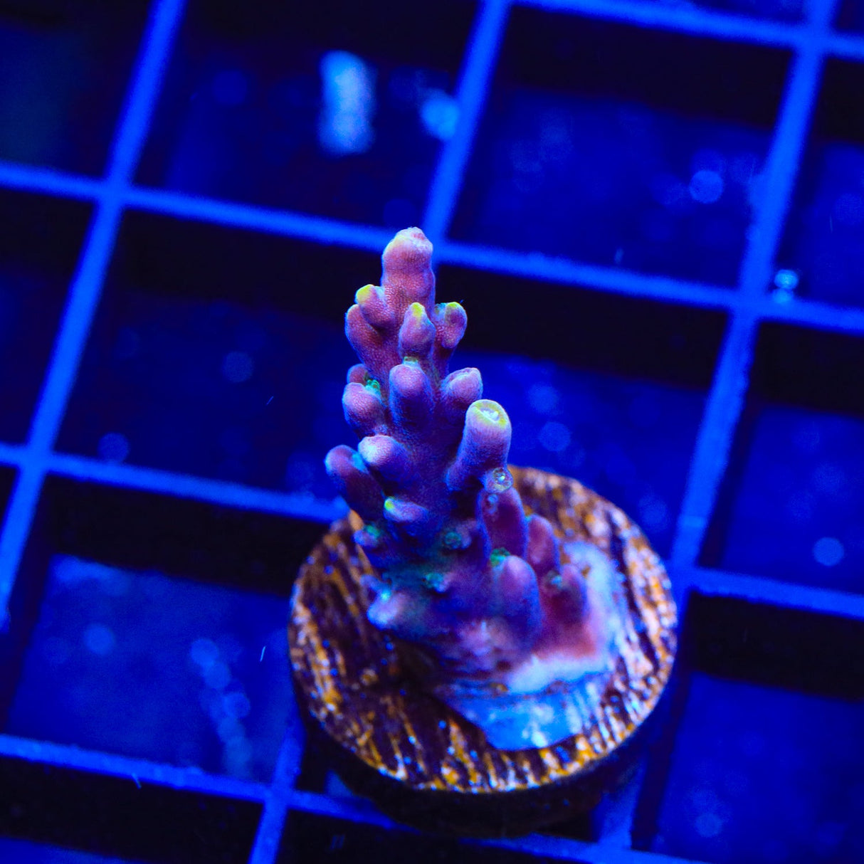 TSA Purple Rain Acropora Coral