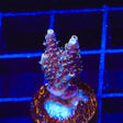 TSA Habanero Acropora Coral