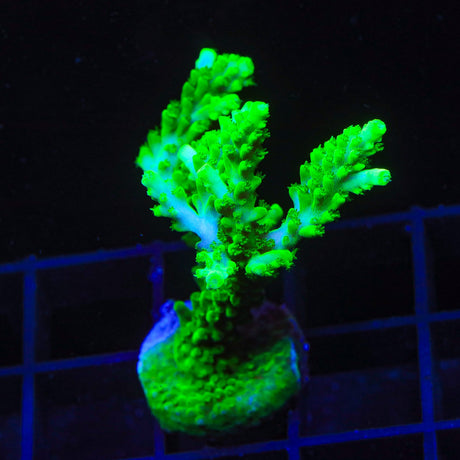 TSA Yoda Acropora Coral