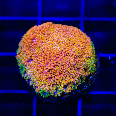 TSA Laffy Taffy Goniopora Coral