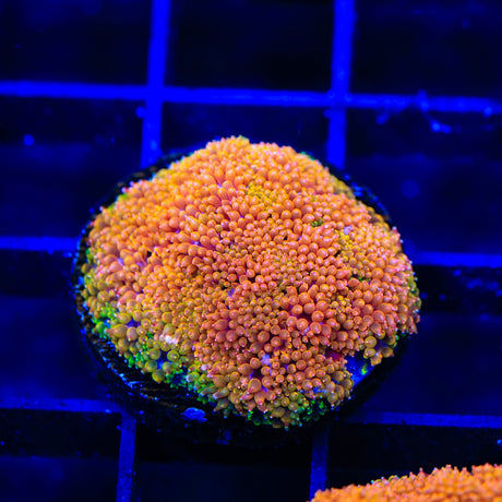 TSA Laffy Taffy Goniopora Coral