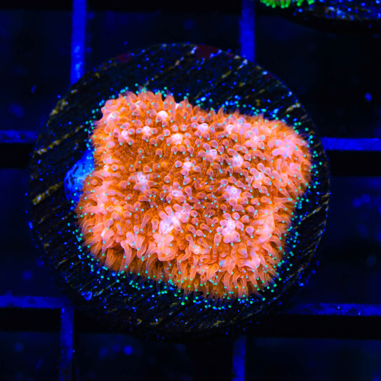 TSA Sour Orange Lithophyllon Coral