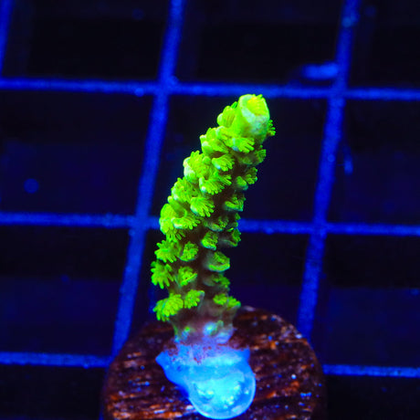 TSA Margaritaville Acropora Coral