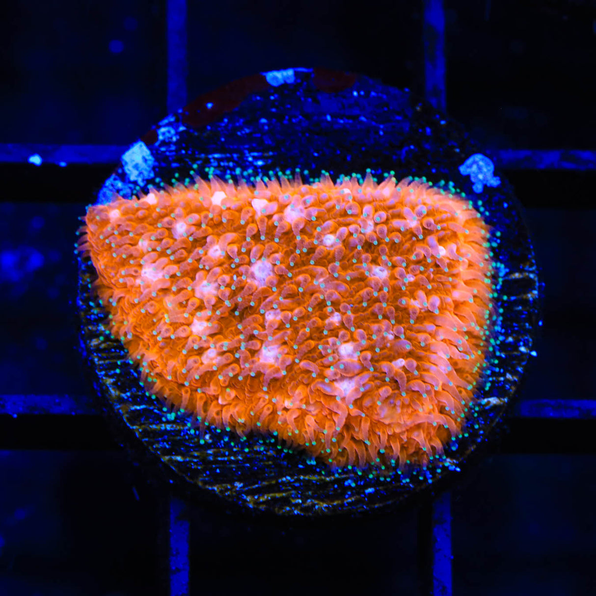 TSA Sour Orange Lithophyllon Coral - Top Shelf Aquatics