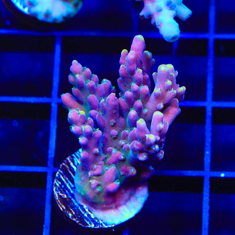 TSA Purple Rain Acropora Coral