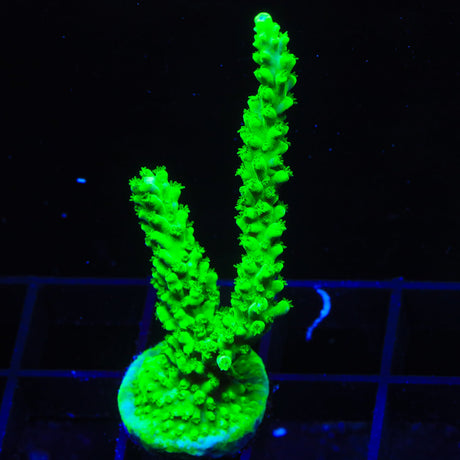 TSA Yoda Acropora Coral