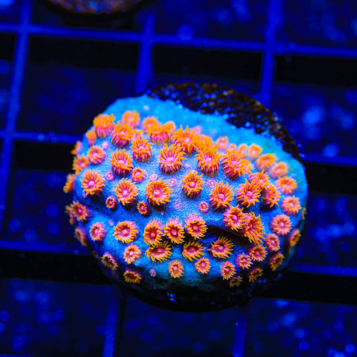 WWC Bizarro Cyphastrea Coral - Top Shelf Aquatics