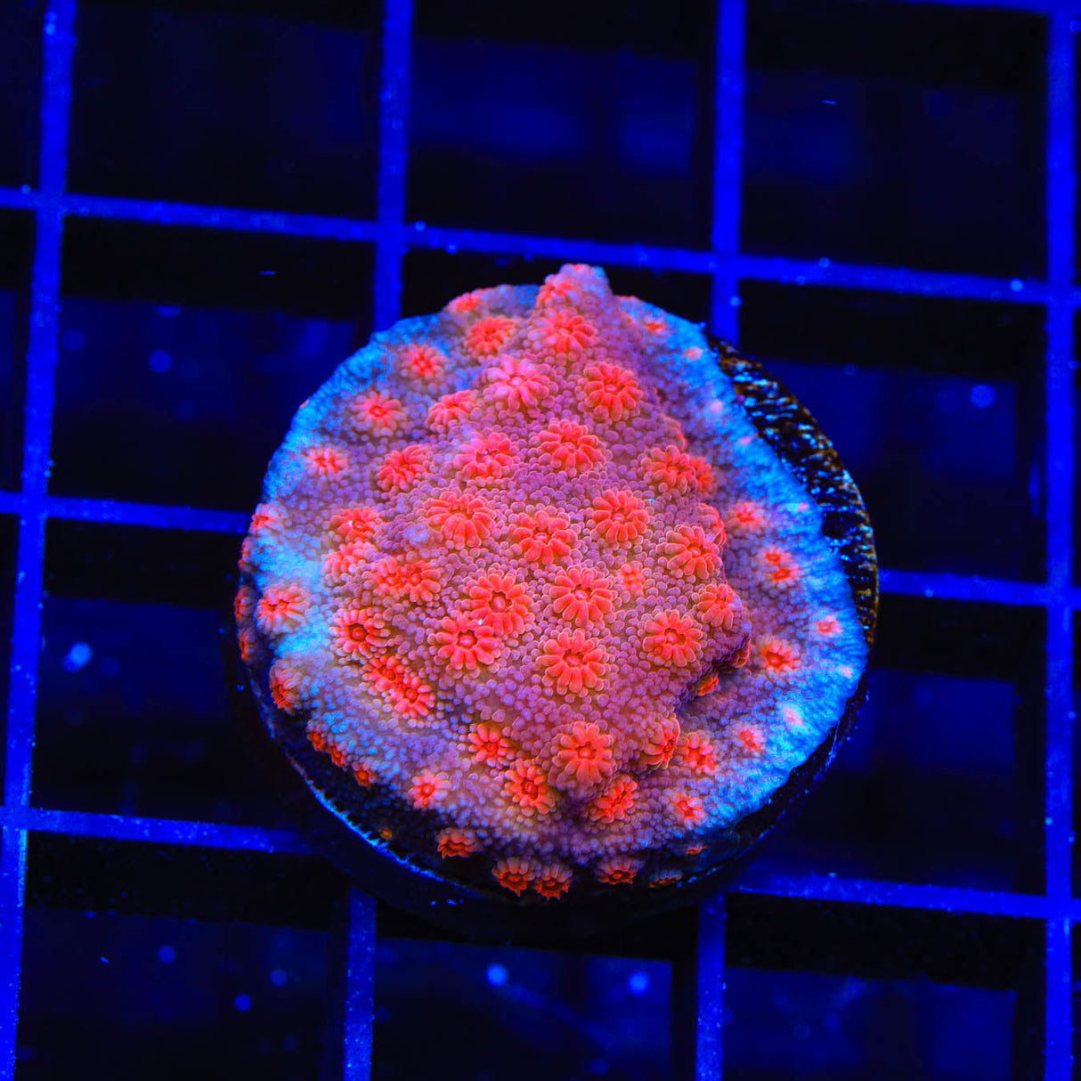 Red Brick Cyphastrea Coral - Top Shelf Aquatics