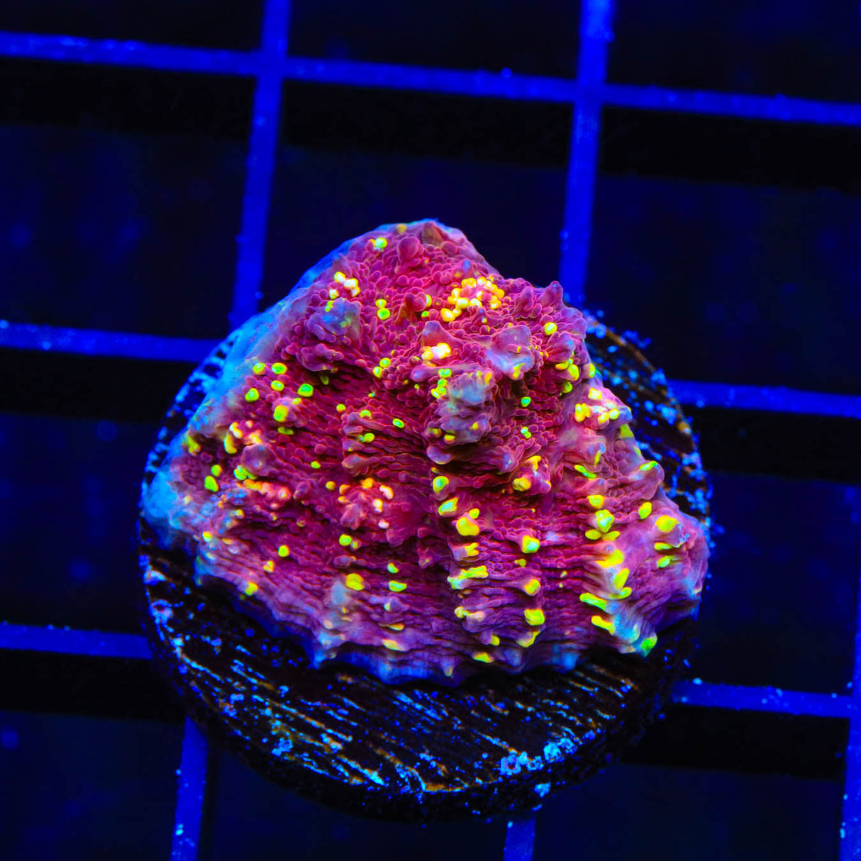 JF Gold Meister Chalice Coral - Top Shelf Aquatics
