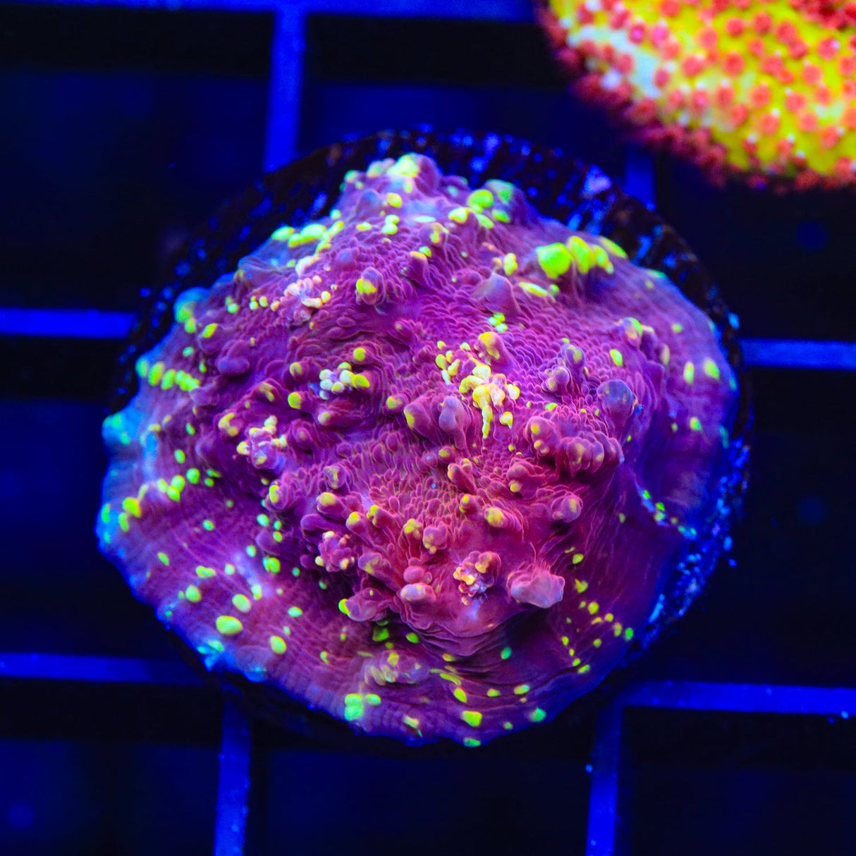 JF Gold Meister Chalice Coral