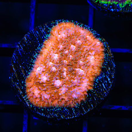 TSA Sour Orange Lithophyllon Coral