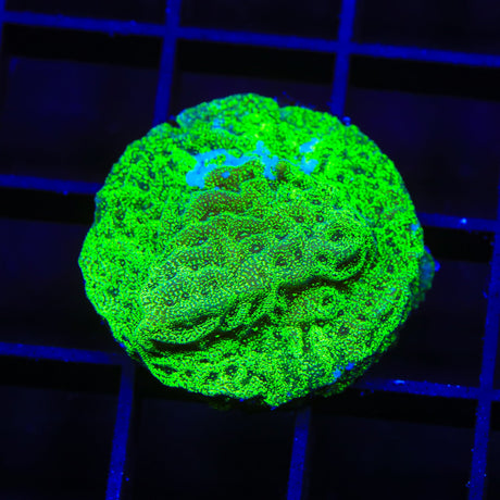 TSA Hulk Leptoseris Coral