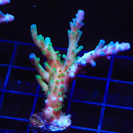 TSA Ice Tort Acropora Coral