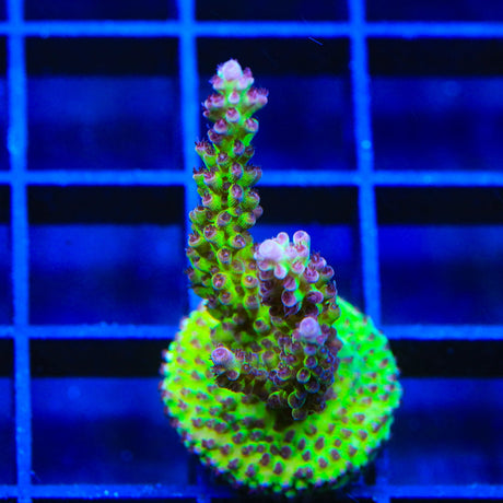 TSA Raspberry Limeade Acropora Coral