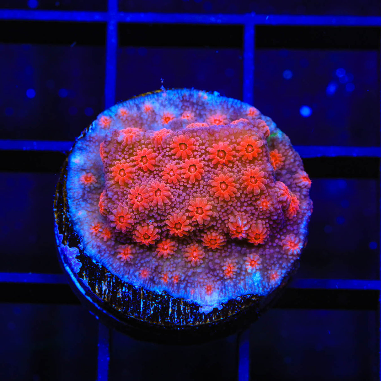 Red Brick Cyphastrea Coral