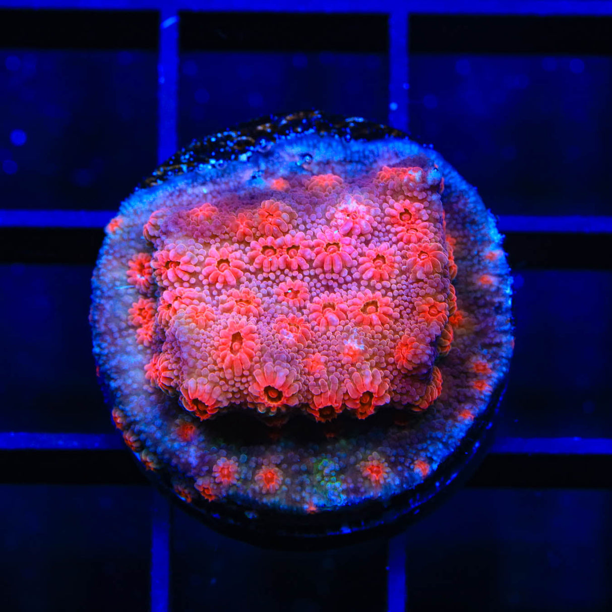 Red Brick Cyphastrea Coral