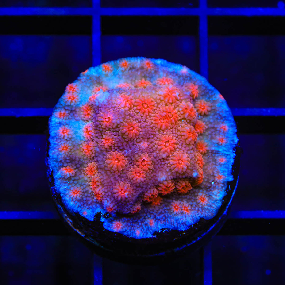 Red Brick Cyphastrea Coral