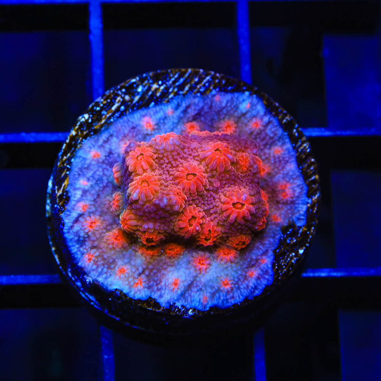 Red Brick Cyphastrea Coral