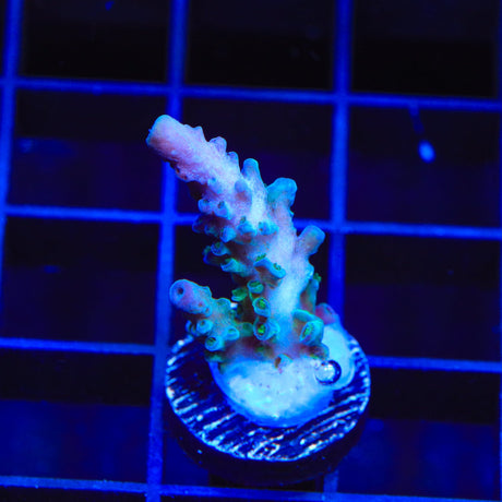 TSA Ice Tort Acropora Coral