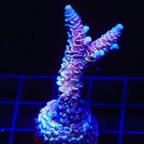 TSA Nebula Acropora Coral