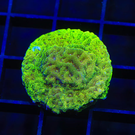 TSA Northern Lights Leptoseris Coral