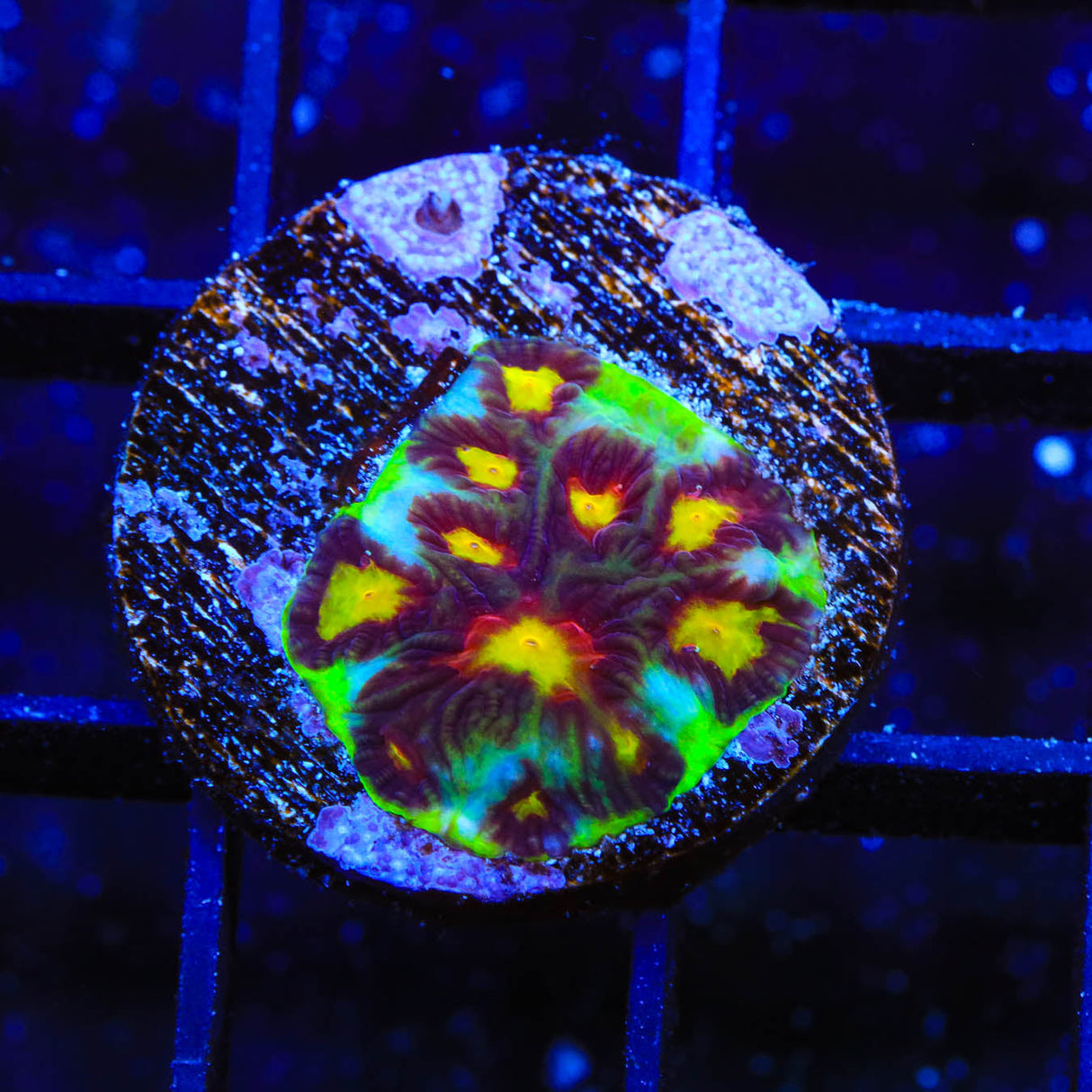 Skittles Favia Coral