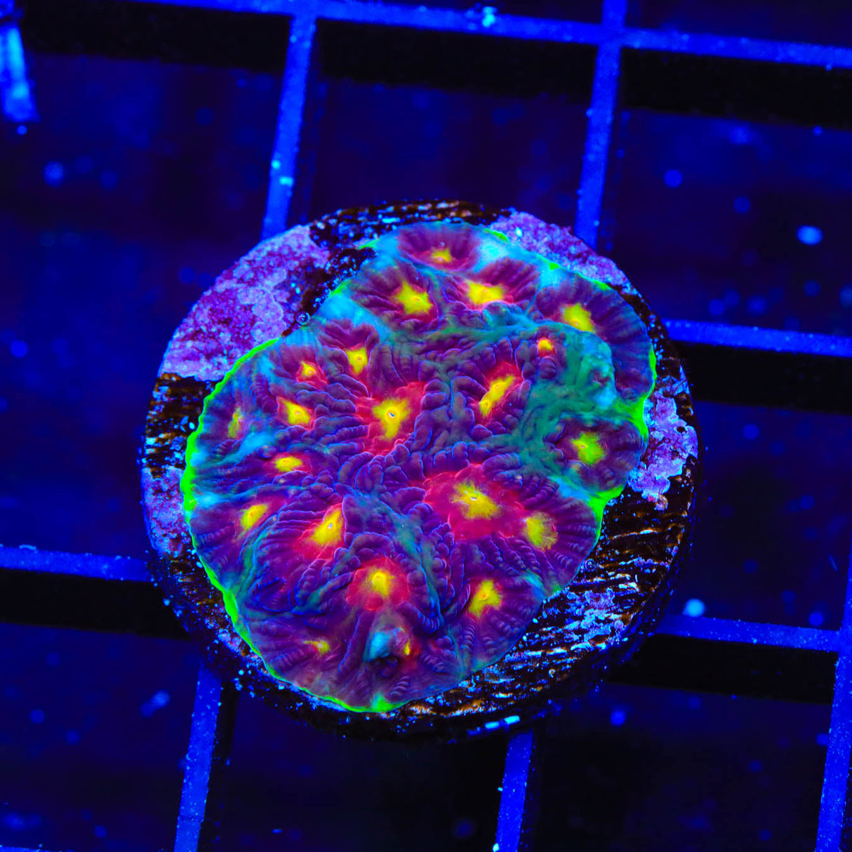 Skittles Favia Coral - Top Shelf Aquatics