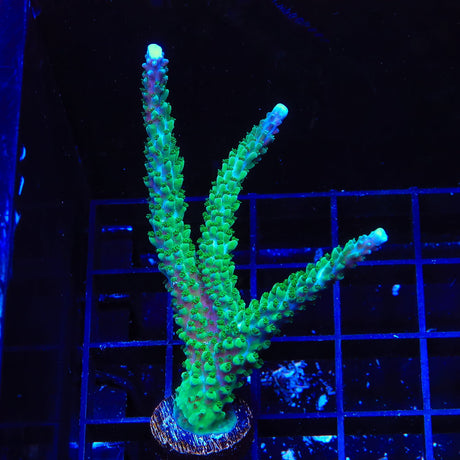 TSA Aquamarine Acropora Coral