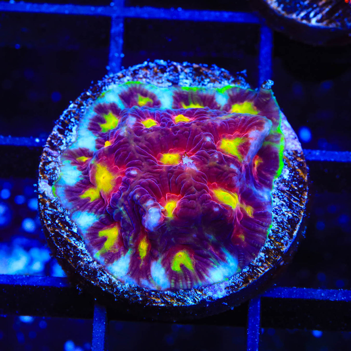 Skittles Favia Coral