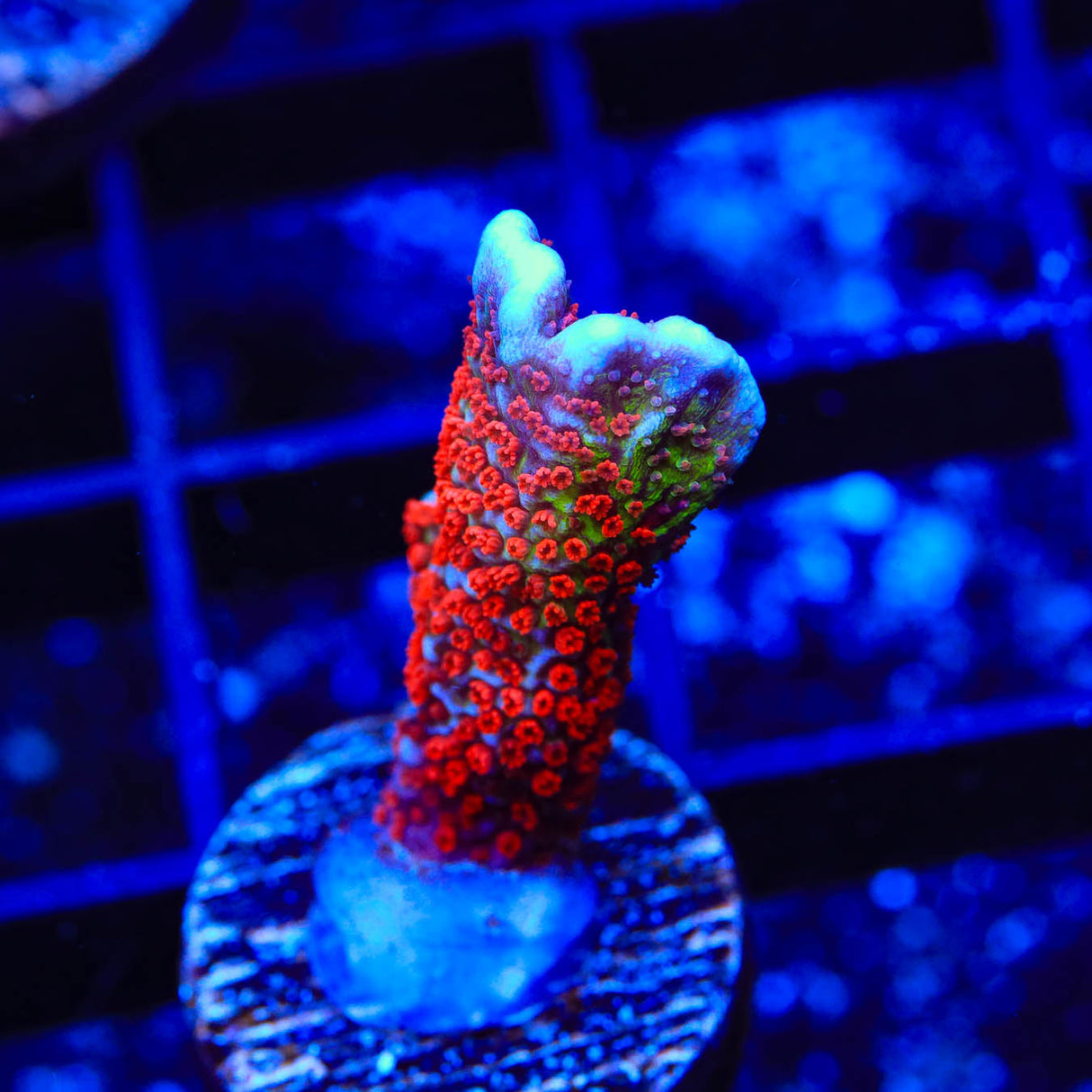 Bubblegum Digitata Montipora Coral - Top Shelf Aquatics