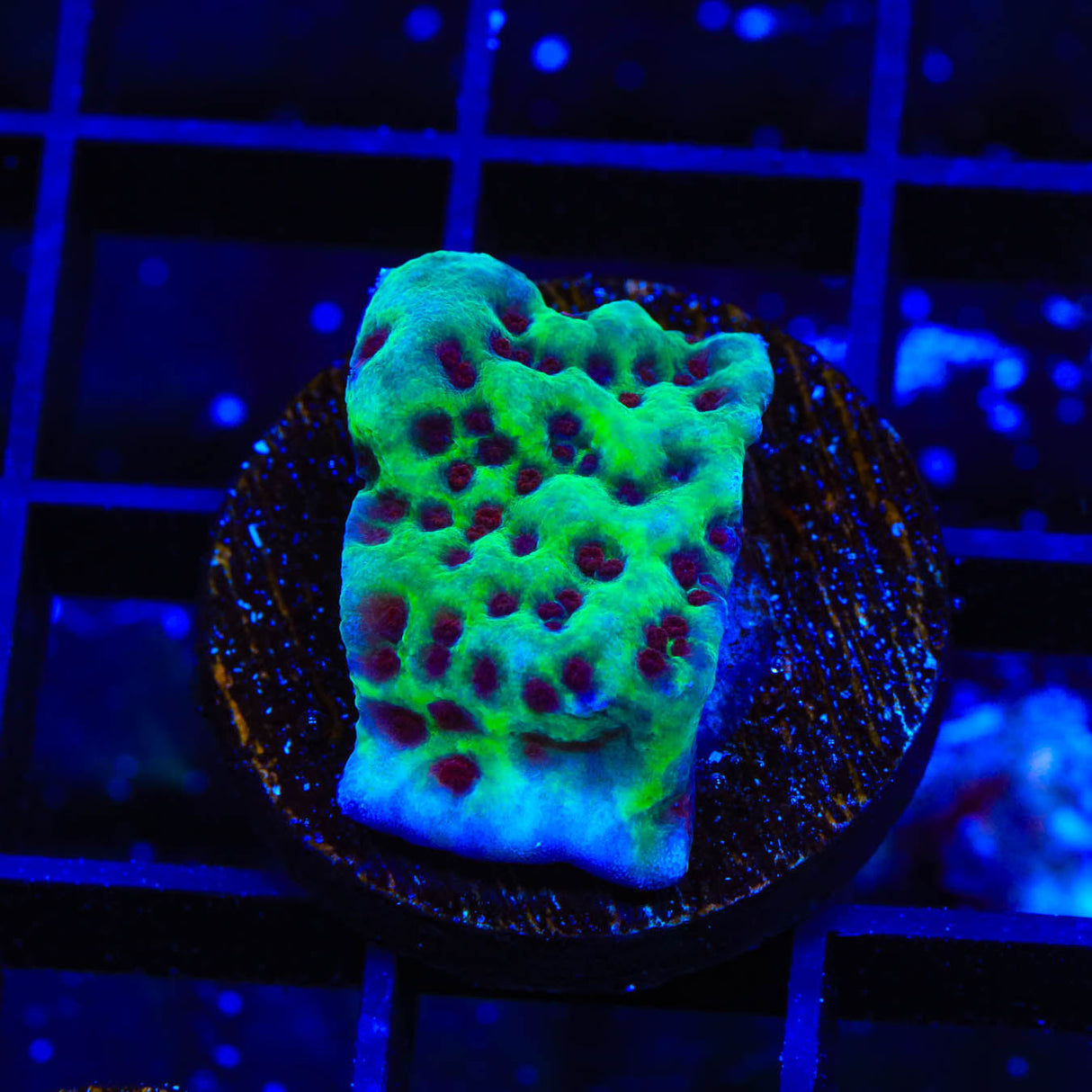 Jedi Mind Trick Montipora Coral - Top Shelf Aquatics