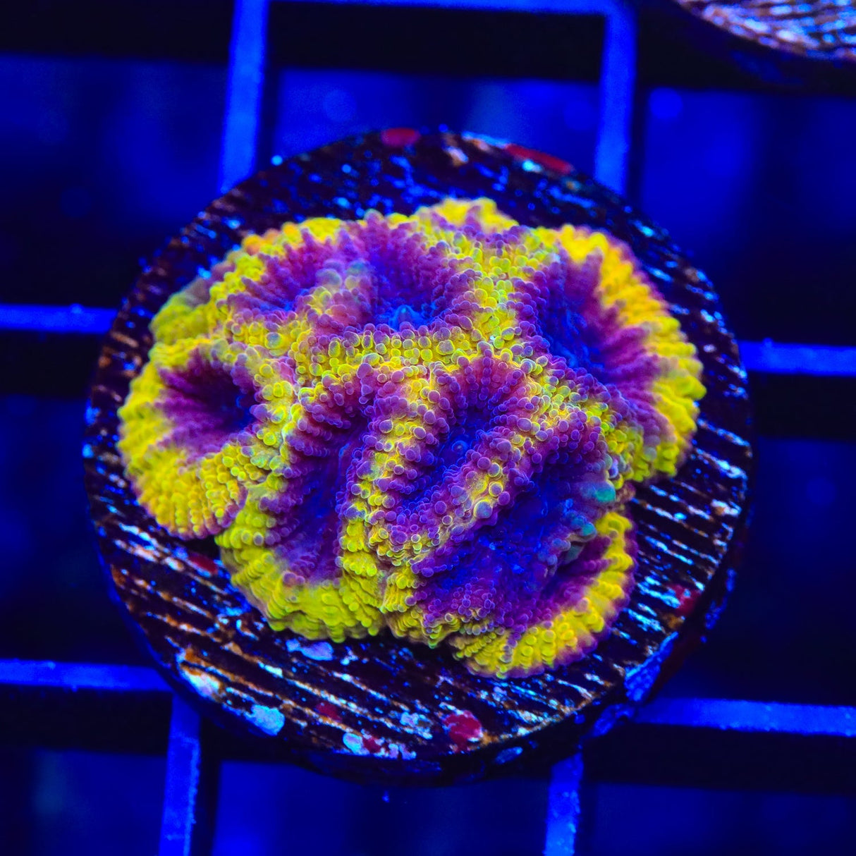 TSA Wolverine Favia Coral