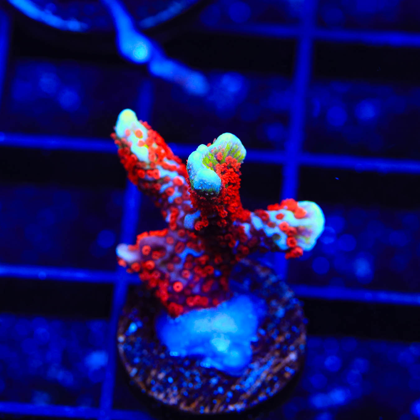 Bubblegum Digitata Montipora Coral – Top Shelf Aquatics