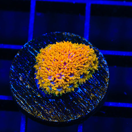 TSA Laffy Taffy Goniopora Coral - (Almost WYSIWYG) - Top Shelf Aquatics 