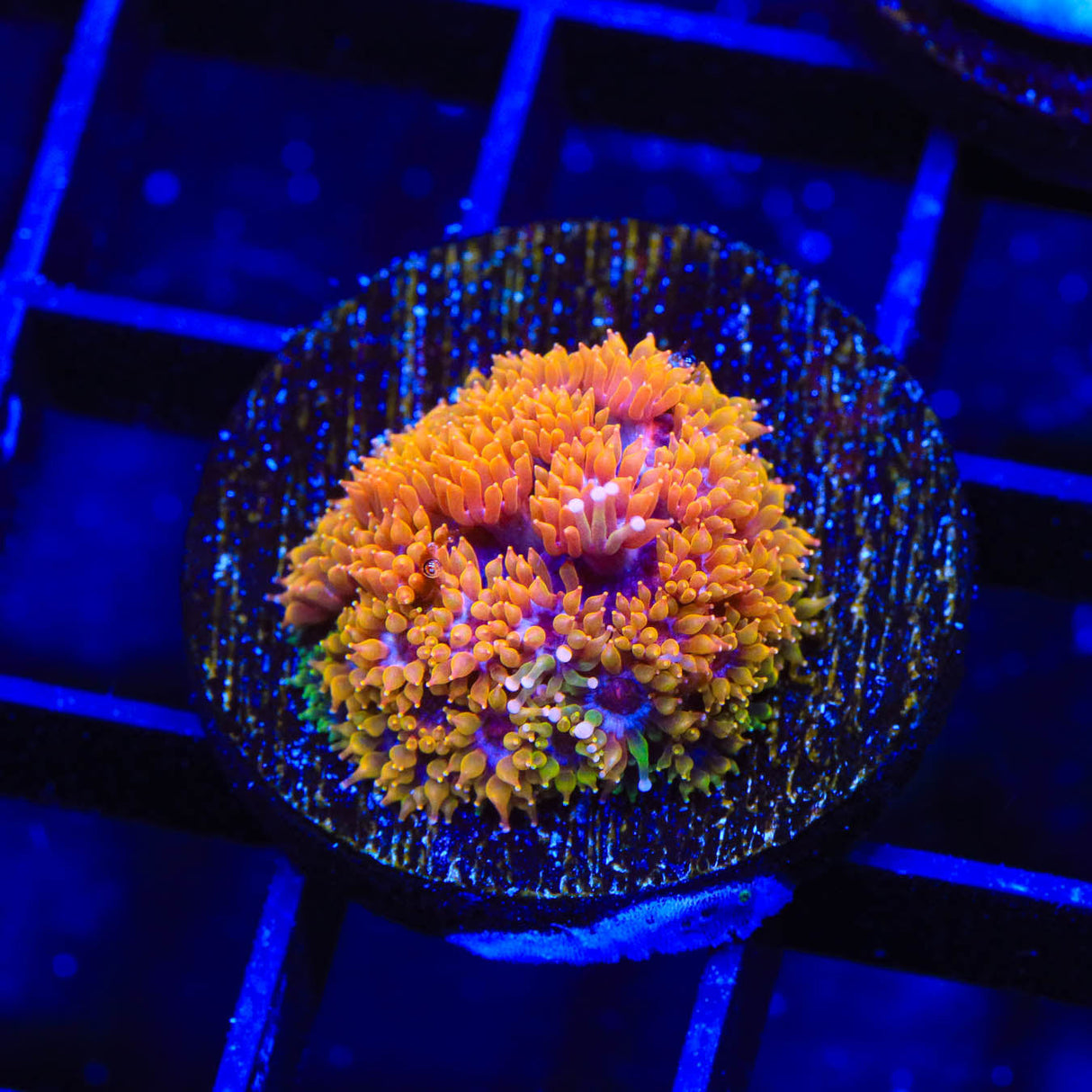 TSA Laffy Taffy Goniopora Coral - Top Shelf Aquatics
