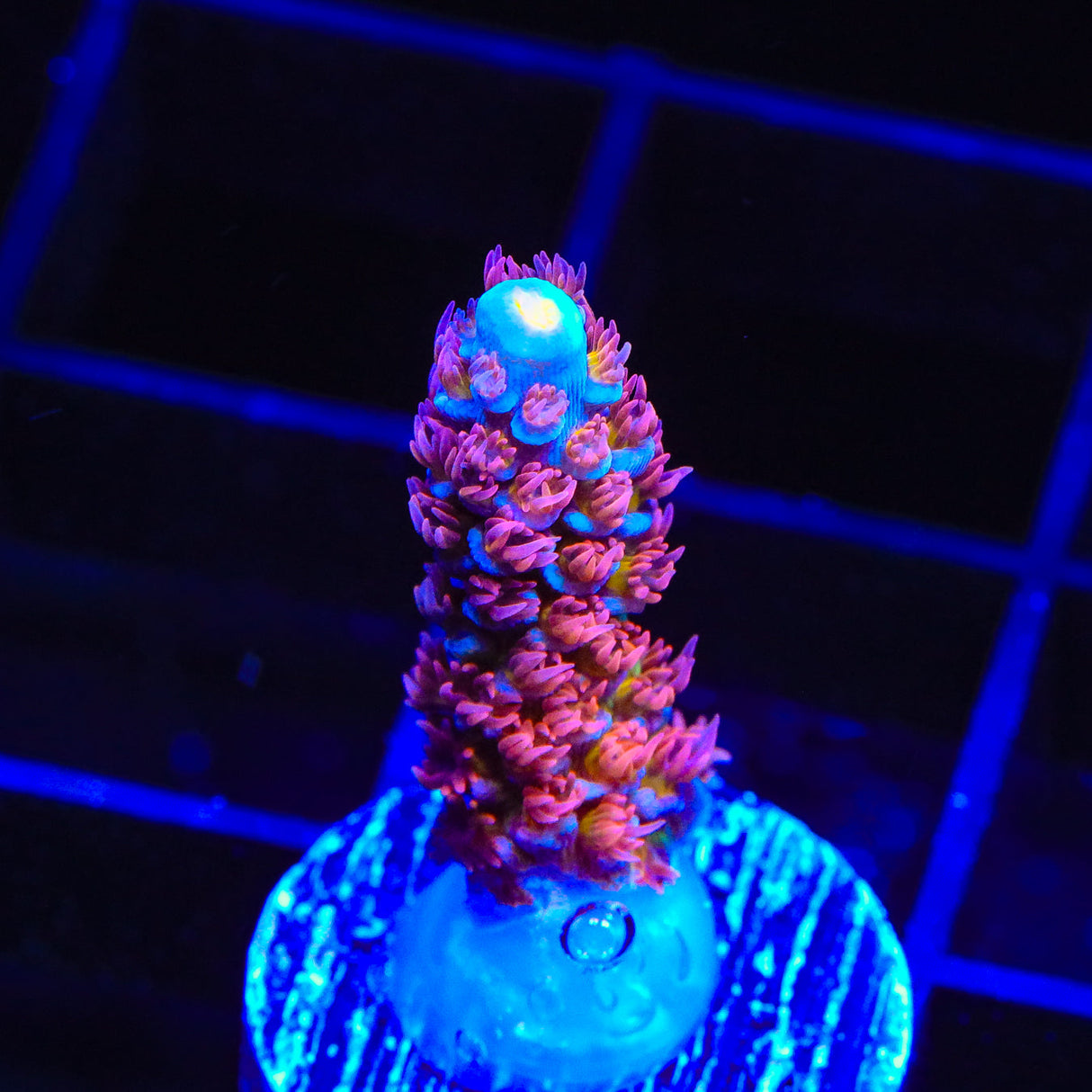 TSA Rocky Balboa Acropora Coral - Top Shelf Aquatics