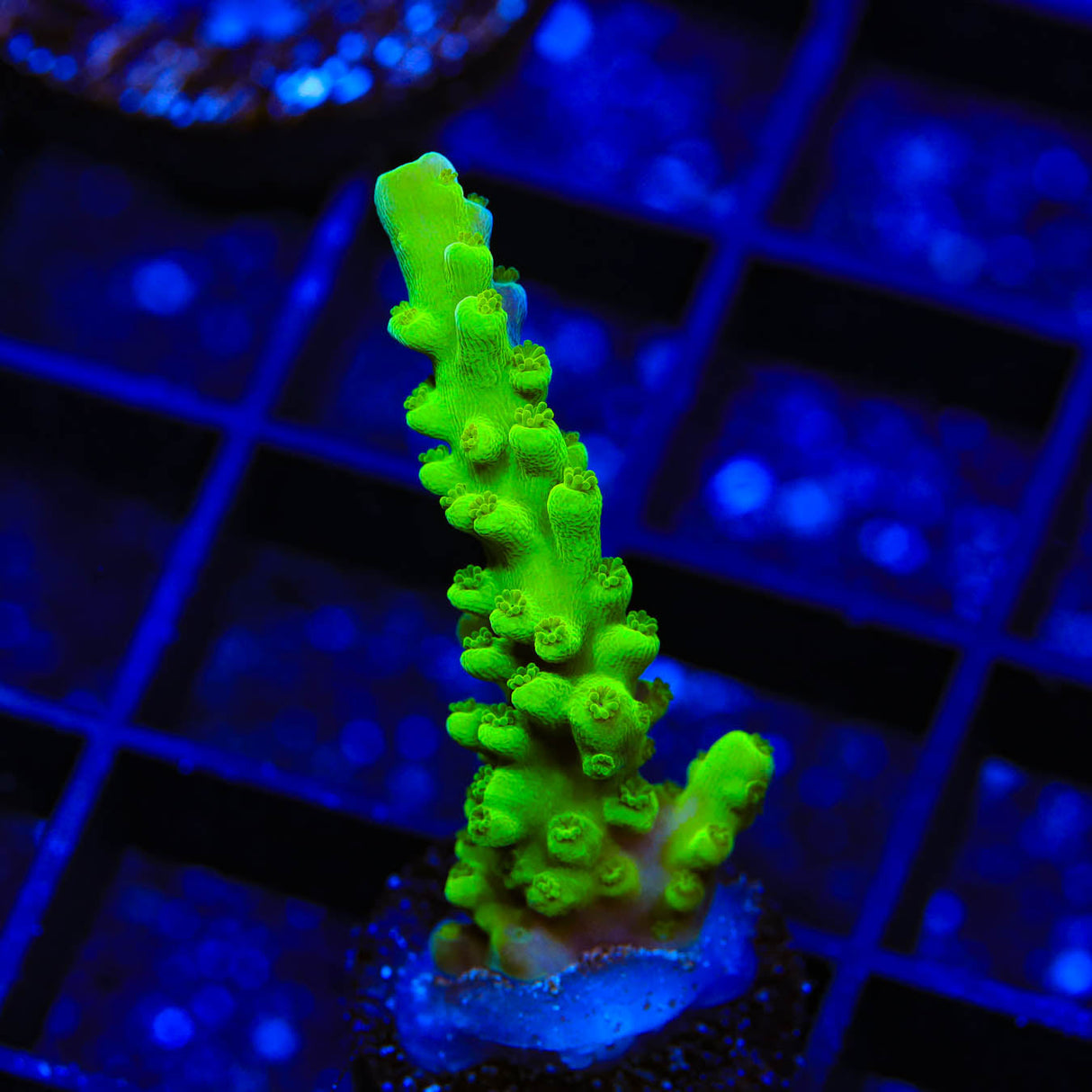 ORA Frogskin Acropora Coral - Top Shelf Aquatics