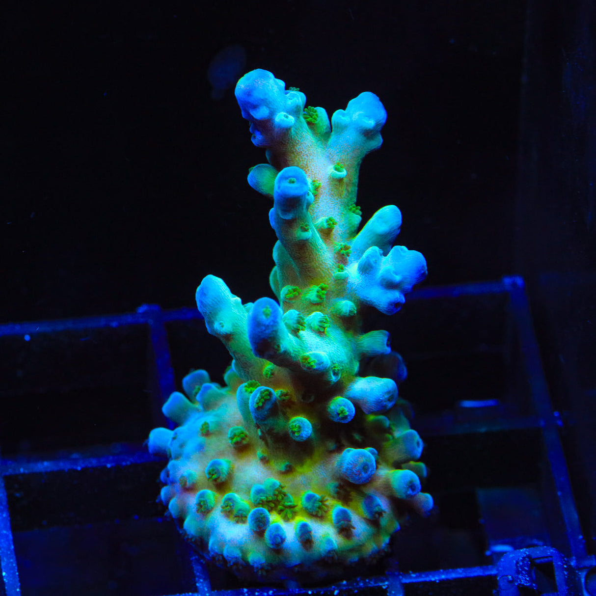 TSA Woolly Mammoth Acropora Coral – Top Shelf Aquatics