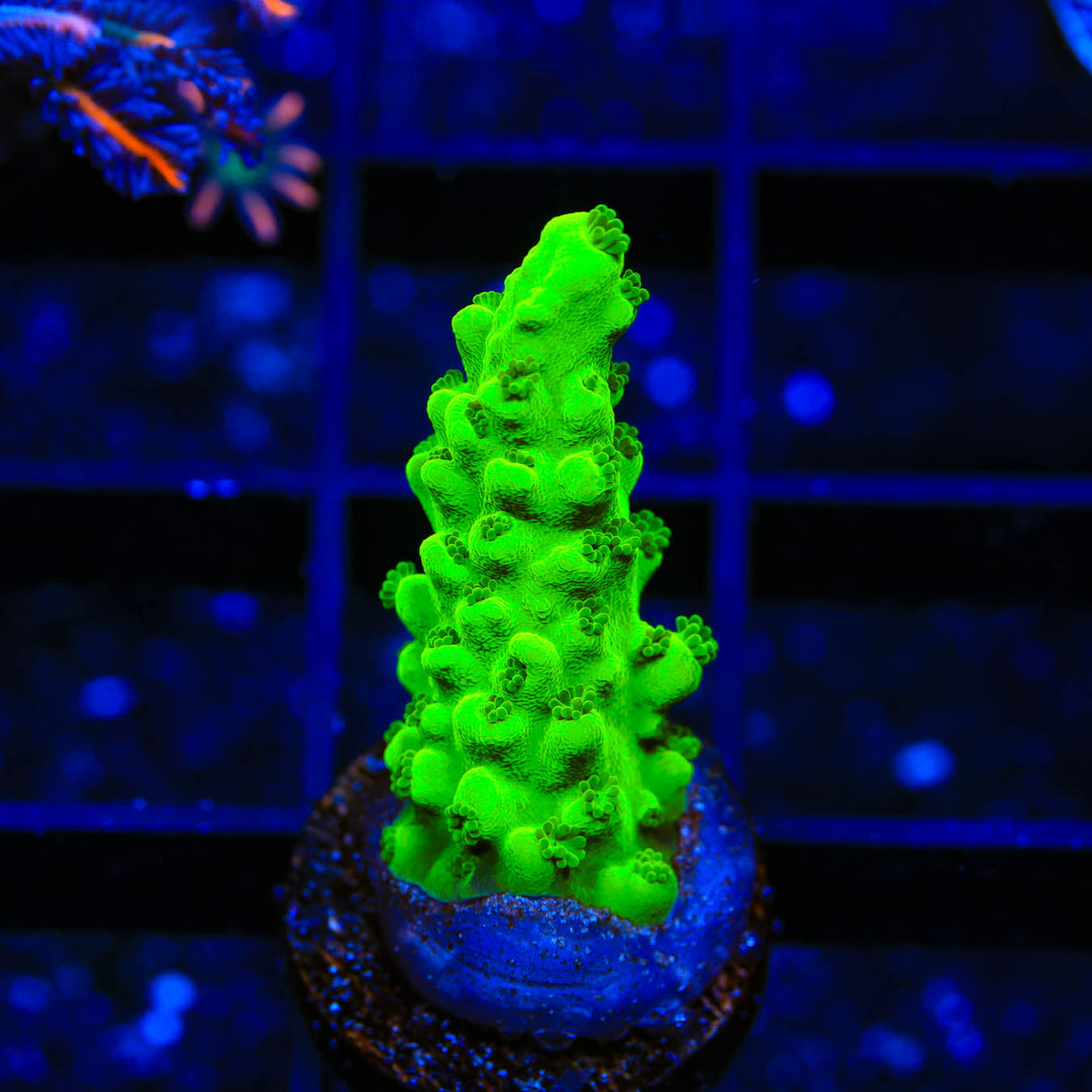 ORA Frogskin Acropora Coral - Top Shelf Aquatics