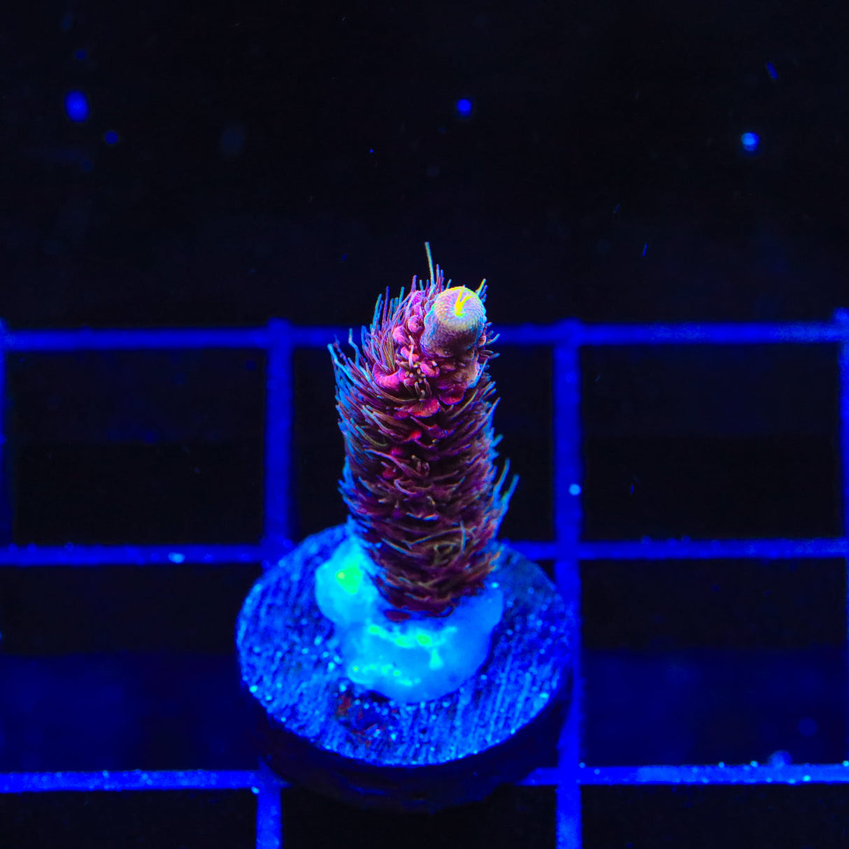 TSA Ice Tort Acropora Coral