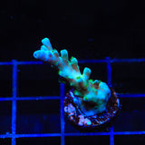 TSA Ice Tort Acropora Coral