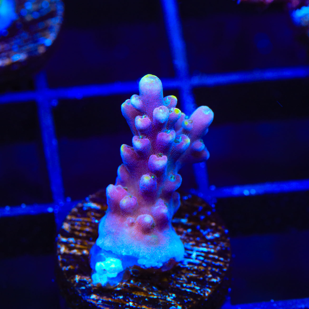 TSA Purple Rain Acropora Coral