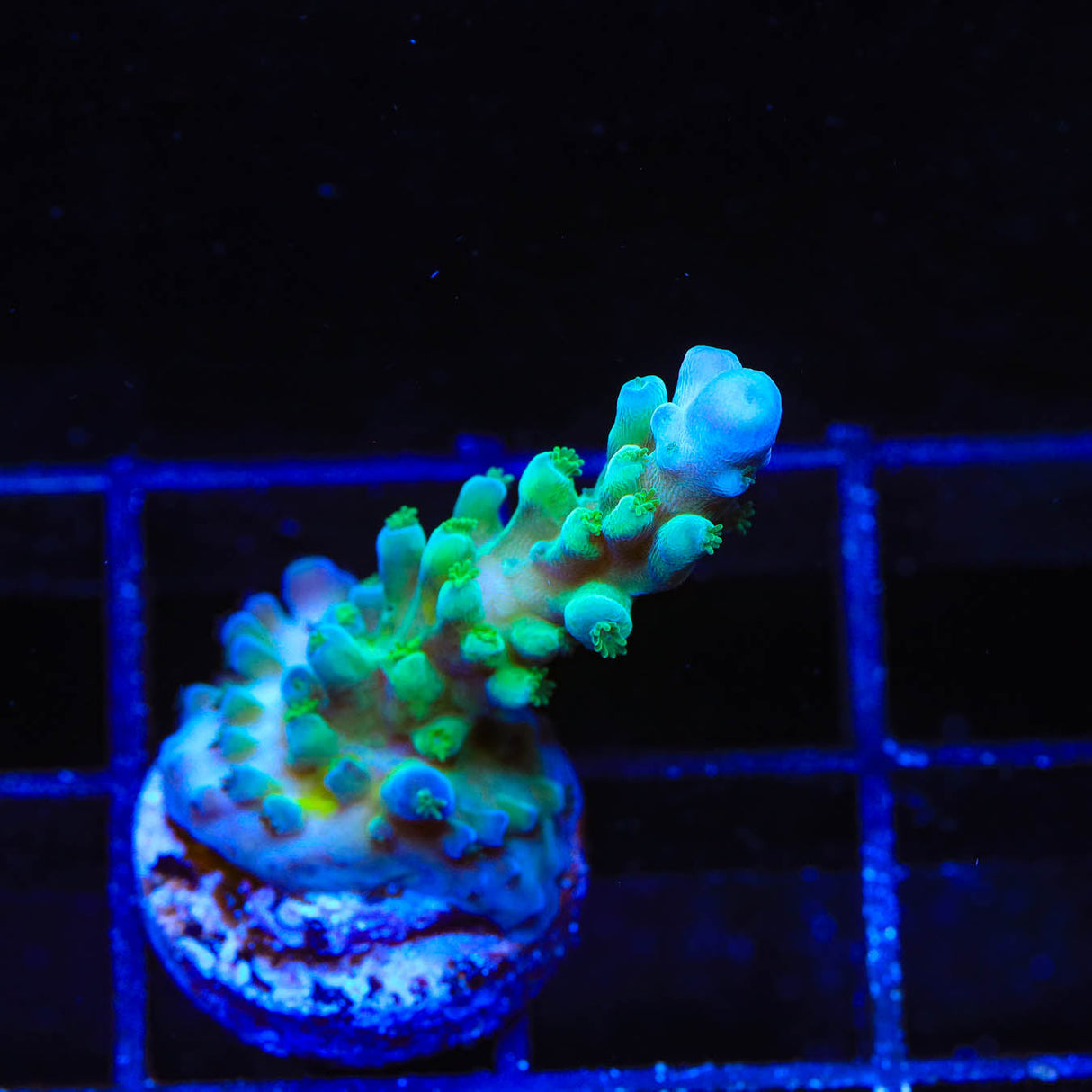 TSA Ice Tort Acropora Coral – Top Shelf Aquatics