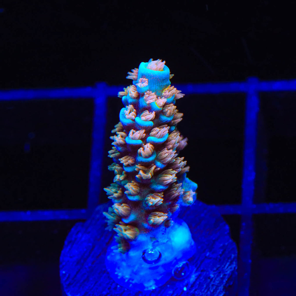 TSA Stan Lee Acropora Coral