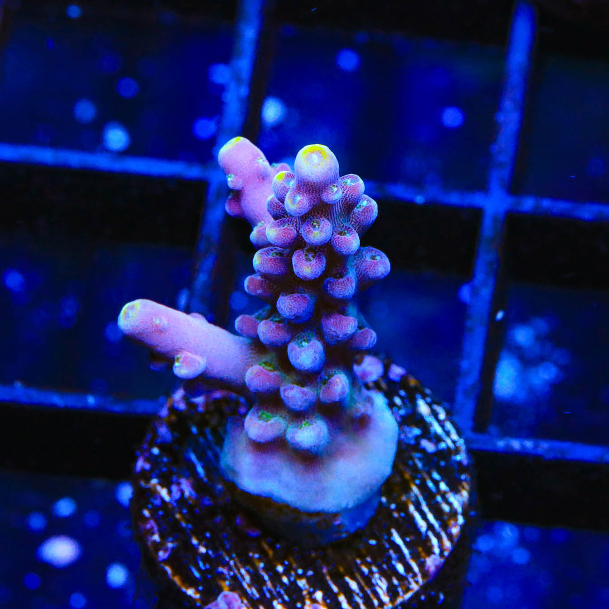 TSA Purple Rain Acropora Coral